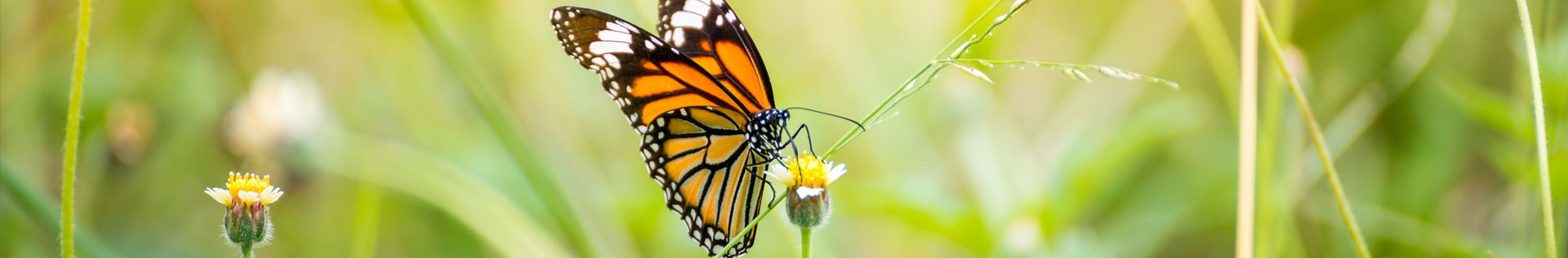 A close up photo of a monarch butterfly on the bud of a flower